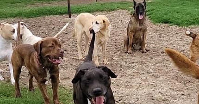 Go Dogs Rescue ITS ALL ABOUT THE DOGS
